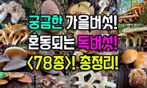 灯盏细辛颗粒降血脂效果好吗-灯盏细辛颗粒降血脂效果好吗、灯盏细辛和舒血宁的区别 -灯盏细心可以和舒血宁联合用药吗网